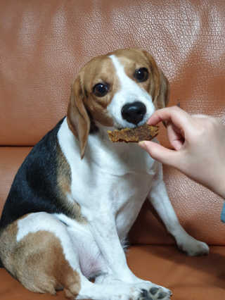 beaglelove님이 올린 리뷰 사진 3