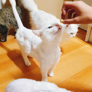 펫츠플레이트 동결건조간식 기호성 테스트 8종 — 4.33점을 준 리뷰어가 2018년 5월 올린 사용 사진