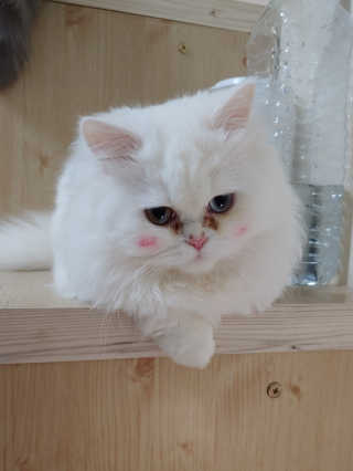 Lim님이 올린 리뷰 사진 2