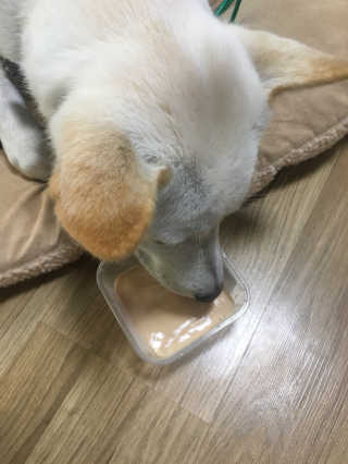 닥터할리펫밀크 8종 — 5점을 준 리뷰어가 2018년 11월 올린 사용 사진