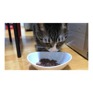 동원 참치킹 고양이 캔 12개입 — 5점을 준 리뷰어가 2018년 10월 올린 사용 사진