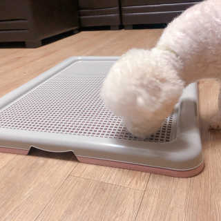 [펫토리아] 한판뚝딱 강아지 배변판 실속형,초대형 — 5점을 준 리뷰어가 2019년 5월 올린 사용 사진