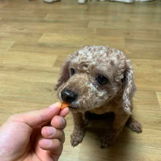 펫토리아 한입뚝딱 국내산 강아지간식 BEST 5종 — 5점을 준 리뷰어가 2019년 5월 올린 사용 사진