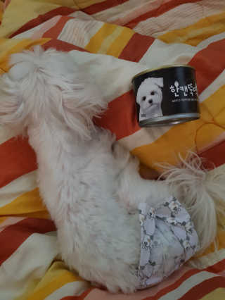 [펫토리아] BEST 한캔뚝딱 강아지 캔간식 — 5점을 준 리뷰어가 2019년 3월 올린 사용 사진