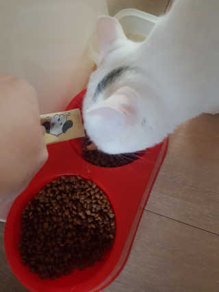 [펫토리아] 강아지,고양이겸용 짜먹는 한입뚝딱 — 5점을 준 리뷰어가 2019년 1월 올린 사용 사진
