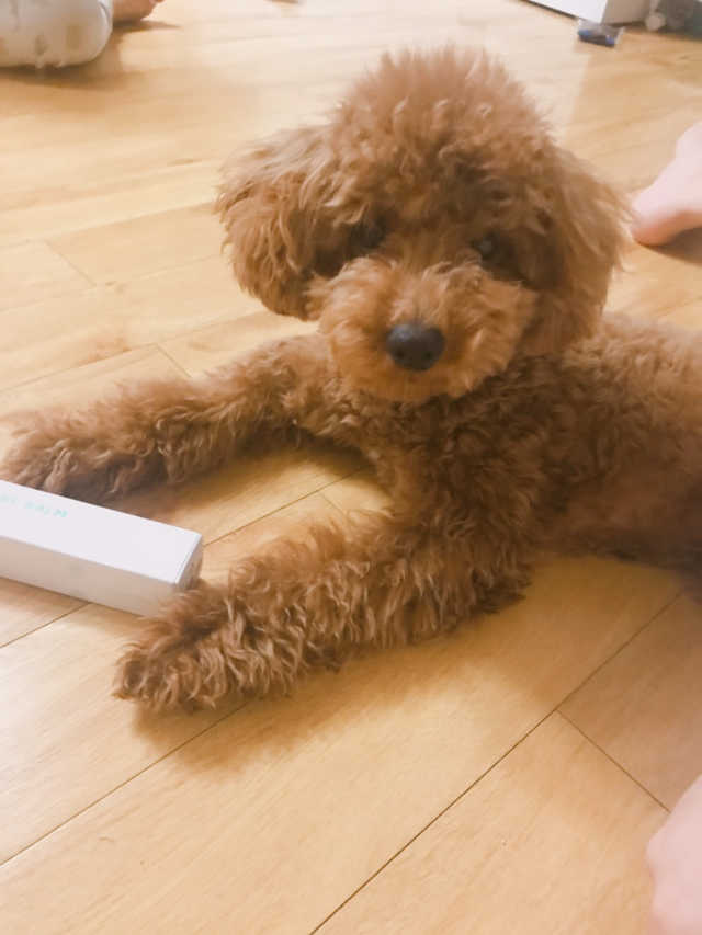 보드레밤 리뷰 사진