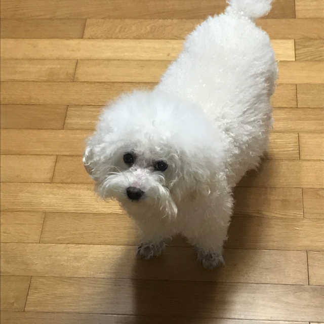 헤마버디™ 리뷰 사진