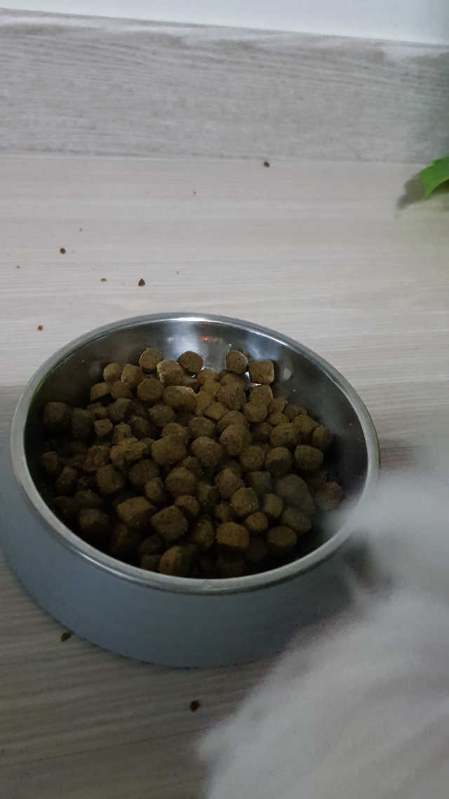 베스트브리드 사료 리뷰 사진