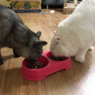 동원 참치킹 고양이 캔 12개입 — 5점을 준 리뷰어가 2018년 10월 올린 사용 사진