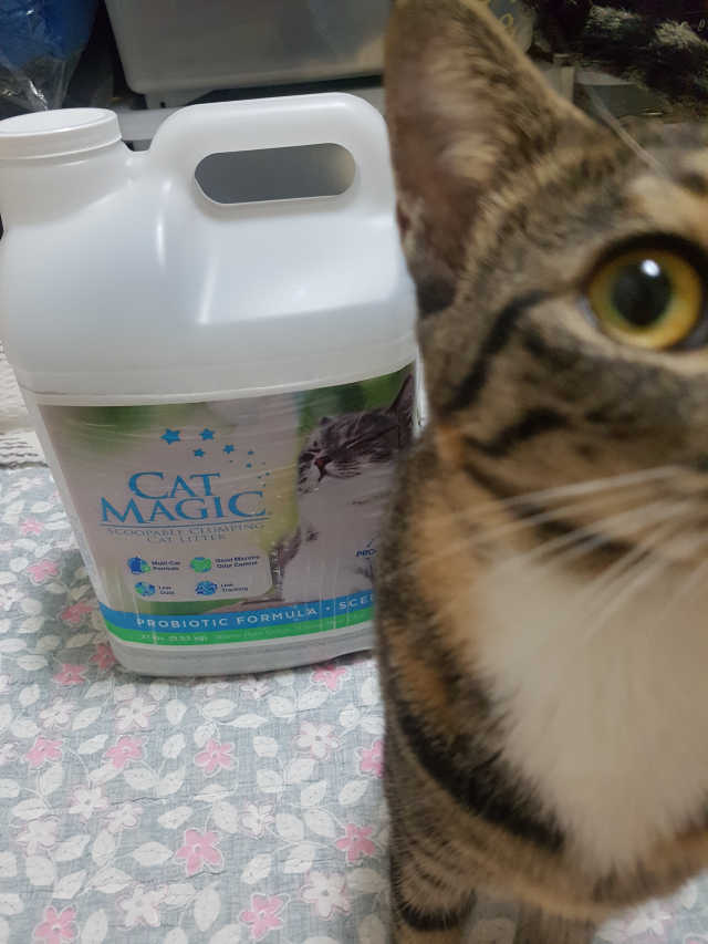 [펫토리아]캣매직CATMAGIC고양이모래 리뷰 사진