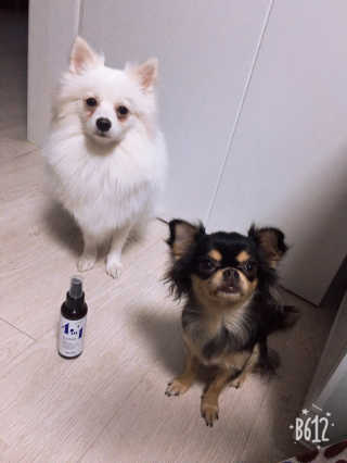 강아지스토리 포인원 모이스처 미스트 100ml — 5점을 준 리뷰어가 2018년 11월 올린 사용 사진