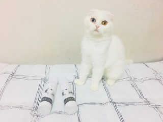 화이집사님이 올린 리뷰 사진 2