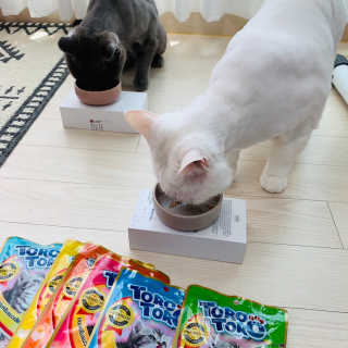 펫토리아 짜먹는 토로토로 고양이 파우치 간식 — 5점을 준 리뷰어가 2019년 6월 올린 사용 사진