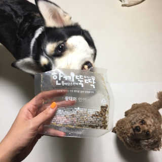 펫토리아 한끼뚝딱 클래식 국산 건식사료 — 5점을 준 리뷰어가 2019년 7월 올린 사용 사진