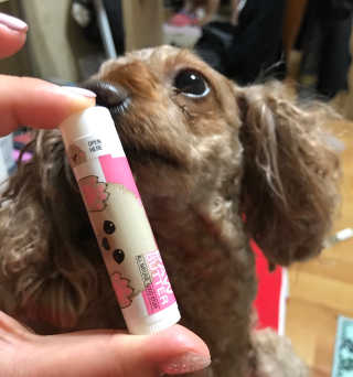 더블리스풀독 샤이니 포우 버터 0.15oz [천연 발바닥 보호제] — 4.67점을 준 리뷰어가 2018년 7월 올린 사용 사진