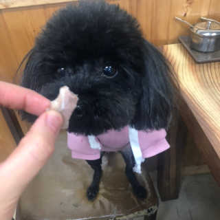 [펫토리아] 뚝딱뚝딱 400g 강아지 간식 베스트5종 — 3.5점을 준 리뷰어가 2019년 1월 올린 사용 사진
