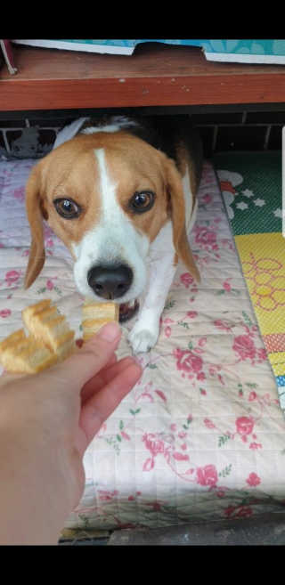 beaglelove님이 올린 리뷰 사진 2
