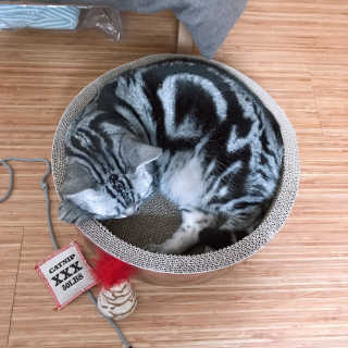[펫토리아] 한발뚝딱 고양이 스크래쳐 BEST상품 — 5점을 준 리뷰어가 2019년 2월 올린 사용 사진