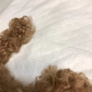펫토리아 한장뚝딱 NEW 프리미엄 국내산 배변패드 — 4.5점을 준 리뷰어가 2019년 5월 올린 사용 사진