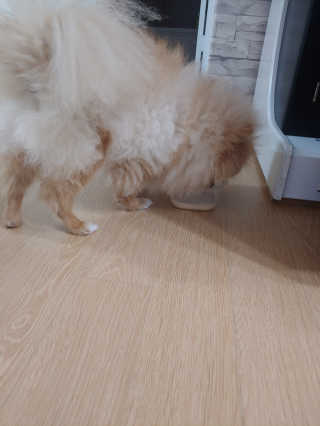 닥터할리펫밀크 8종 — 4점을 준 리뷰어가 2020년 1월 올린 사용 사진