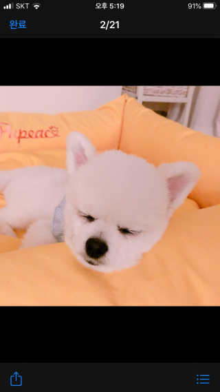 [펫토리아] 뚝딱케어 강아지 고양이 다목적세정제 — 3점을 준 리뷰어가 2020년 2월 올린 사용 사진