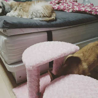 [펫토리아] 한탭뚝딱 강아지계단 BEST 모음 — 5점을 준 리뷰어가 2019년 1월 올린 사용 사진