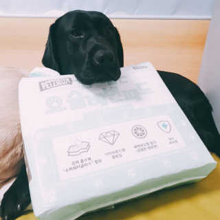 페츠모아 냄새잡는 요술배변패드 — 5점을 준 리뷰어가 2020년 2월 올린 사용 사진