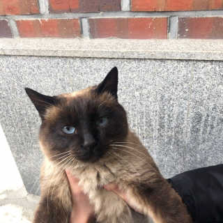 [펫토리아] BEST 고양이두부모래 6L 한삽뚝딱 — 3점을 준 리뷰어가 2019년 1월 올린 사용 사진