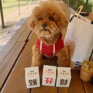 [매일유업] 우유속에 어쩌구_3개 세트 모바일 쿠폰 — 5점을 준 리뷰어가 2019년 10월 올린 사용 사진