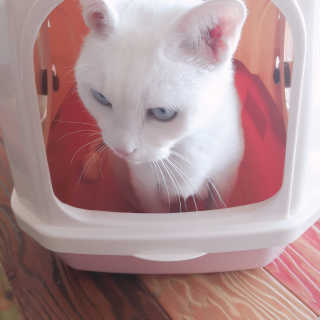 [펫토리아] BEST 한큐뚝딱 고양이 후드형 화장실 — 5점을 준 리뷰어가 2019년 1월 올린 사용 사진