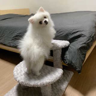 [펫토리아] 한탭뚝딱 강아지계단 BEST 모음 — 5점을 준 리뷰어가 2019년 1월 올린 사용 사진