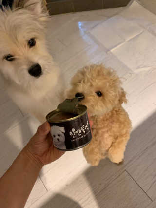 [펫토리아] 한캔뚝딱 강아지 주식캔 12종 콤보 — 4점을 준 리뷰어가 2019년 8월 올린 사용 사진