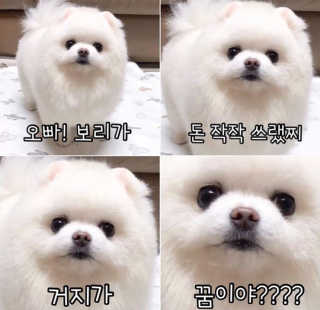 [빙그레] 에버그로 생유산균 1봉（10포입）+펫밀크2팩 — 5점을 준 리뷰어가 2019년 4월 올린 사용 사진