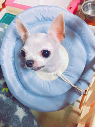 아르르 UFO 넥카라 (navy, gray) — 4.67점을 준 리뷰어가 2017년 10월 올린 사용 사진