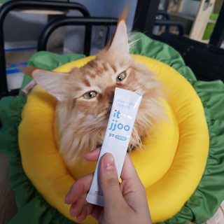 냥냥러버님이 올린 리뷰 사진 3