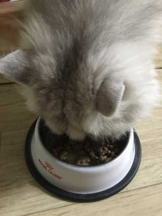 그린펫푸드 인섹트캣 글루텐프리（1.2KG） — 4.5점을 준 리뷰어가 2019년 7월 올린 사용 사진