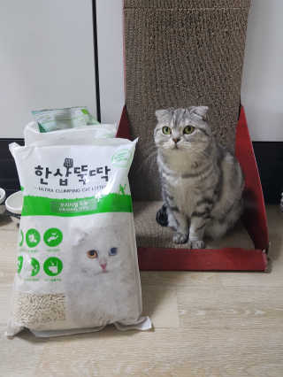 [펫토리아] BEST 고양이두부모래 6L 한삽뚝딱 — 5점을 준 리뷰어가 2019년 2월 올린 사용 사진