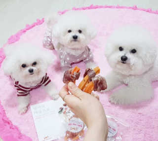 삼숑이맘님이 올린 리뷰 사진 1