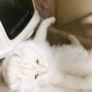 [펫토리아] BEST 한큐뚝딱 고양이 후드형 화장실 — 4점을 준 리뷰어가 2019년 1월 올린 사용 사진