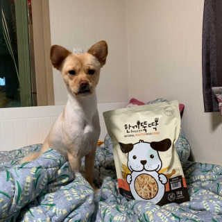 [펫토리아] 맛도 영양도 BEST 한끼뚝딱 강아지 사료 — 5점을 준 리뷰어가 2019년 4월 올린 사용 사진