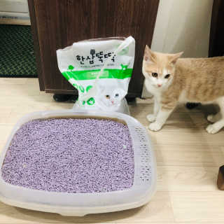 [펫토리아] BEST 고양이두부모래 6L 한삽뚝딱 — 5점을 준 리뷰어가 2019년 2월 올린 사용 사진