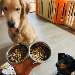 [펫토리아] 맛도 영양도 BEST 한끼뚝딱 강아지 사료 — 5점을 준 리뷰어가 2018년 12월 올린 사용 사진