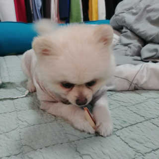 [펫토리아] 뚝딱뚝딱 400g 강아지 간식 베스트5종 — 5점을 준 리뷰어가 2019년 1월 올린 사용 사진