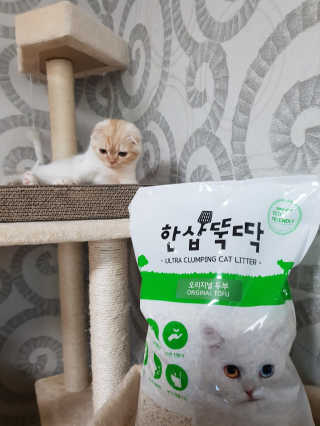 [펫토리아] BEST 고양이두부모래 6L 한삽뚝딱 — 5점을 준 리뷰어가 2018년 12월 올린 사용 사진
