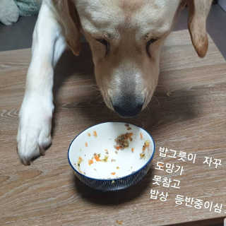 [어글어글] 반려견 친환경 간식 9종 세트 — 5점을 준 리뷰어가 2019년 11월 올린 사용 사진