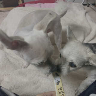 [펫토리아] 강아지,고양이겸용 짜먹는 한입뚝딱 — 5점을 준 리뷰어가 2019년 1월 올린 사용 사진