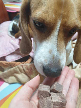 beaglelove님이 올린 리뷰 사진 4