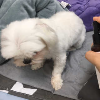 강아지스토리 포인원 모이스처 미스트 100ml — 4.67점을 준 리뷰어가 2018년 11월 올린 사용 사진
