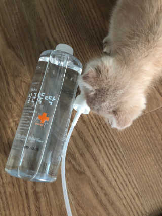 [펫토리아]살균뚝딱 강아지 고양이 살균소독제 탈취제 — 4점을 준 리뷰어가 2019년 10월 올린 사용 사진