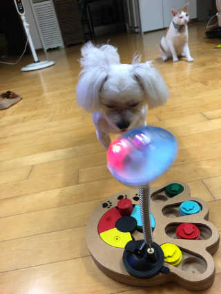 옥희독희 스윙토이 — 5점을 준 리뷰어가 2019년 8월 올린 사용 사진